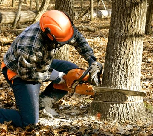 Arborist assessing tree health in Illinois